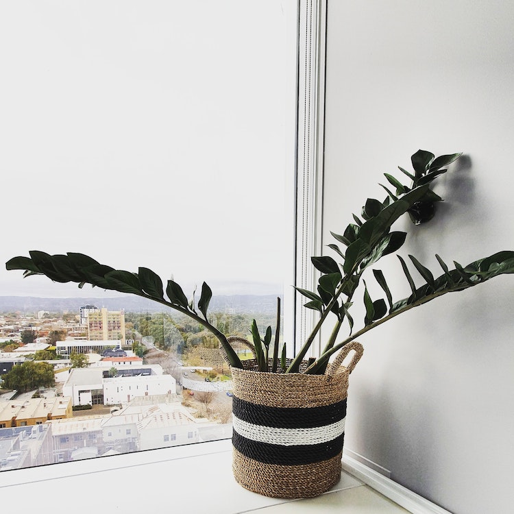 plant on the ledge of window looking out